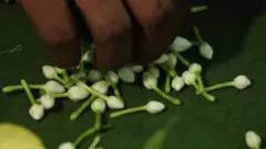 beautiful flower