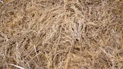 Full frame of harvested African rice, Gbedin village, Nimba County, Liberia.
