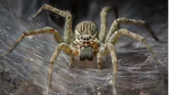 કરોળિયાએ બનાવ્યું એક કિલોમિટર લાંબું જાળું