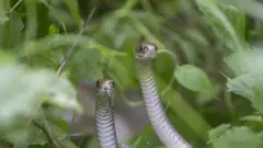 सर्प