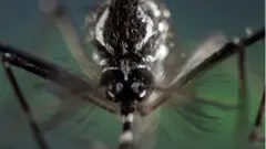 Dengue fever in Sri Lanka