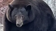 بیئر
