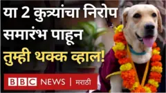 श्वान, कुत्रे