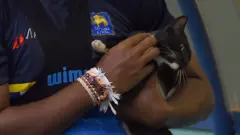 බළලුන්