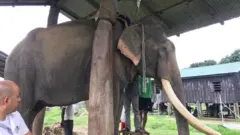 elephant