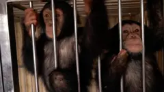 चिम्पू र चम्पा नामका चिम्पान्जीका बच्चा