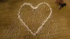 A heart made up of live sheep as seen from above