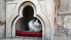 القطة أنستازيا