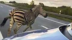 போக்குவரத்து நெரிசலை ஏற்படுத்தியதால் சுட்டுக்கொல்லப்பட்ட வரிக்குதிரை