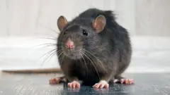 rat