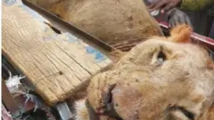 Kiniun ti wọn pa