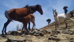 የቁንድዶ ፈረሶች እንደመናኛ ያረጀ ፈረስ የትም አይጣሉም፡፡ ጀግና ፈረሶች ናቸው፡፡ በኢትዮጵያ እንጂ ዓለም ላይ የትም የሉም፡፡