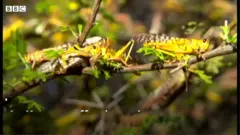 locust