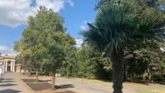 Palme na Kalemegdanu