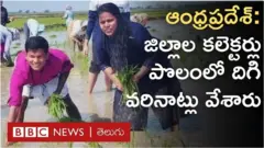 ఆంధ్రప్రదేశ్: పొలంలో దిగి, వరి నాట్లు వేసిన కలెక్టర్లు... గట్టు మీదే భోజనాలు