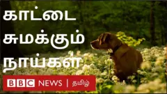 நாய்கள்