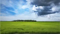 এক সপ্তাহের মধ্যে কাটতে হবে ধান