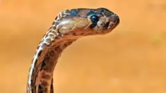 કોબ્રા