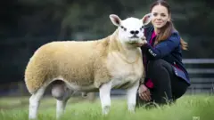 Le mouton de prix Double Diamond avec une maîtresse