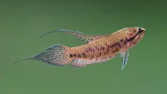 ශ්‍රී ලංකාවේ මිරිදිය මත්ස්‍යයන්ට අදාළ 2020 ජාතික රතු දත්ත ලේඛනයට අනුව ශ්‍රී ලංකාවෙන් වාර්තා වෙන මිරිදිය මත්ස්‍ය විශේෂ ගණන 97ක් වන අතර ඉන් විශේෂ 61ක් ආවේණික වේ.