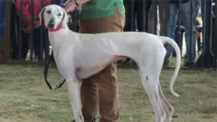 मुधोळ हाऊंड