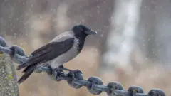 சித்தர்ப்புப் படம்