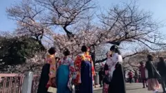 올해 교토의 벚꽃은 지난 3월26일 절정을 맞았다