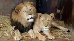 شیر