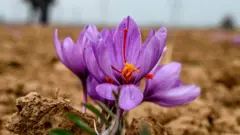 Tại sao cánh đồng nghệ tây Kashmir trông cằn cỗi