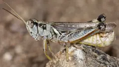 Gafanhotos são comuns na região Oeste dos EUA. Mas, segundo cientistas, houve uma explosão na população desses insetos neste ano, agravada pela seca e ondas de calor históricas