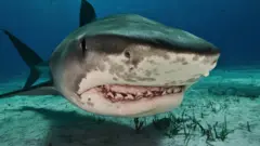 Shark