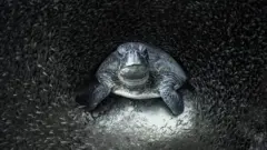 گلاس فِش سے گھِرا سبز سمندری کچھوا