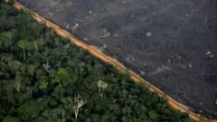 Brazil's Amazon: Deforestation