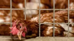 Aa