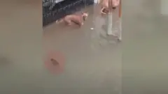 Crocodilo se prepara para atacar cachorro