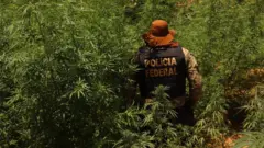 Policial federal em meio à plantação de maconha