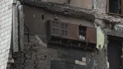 бородянка шафка