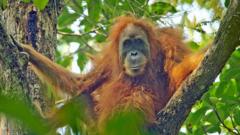 orangutan-tapanuli-yang-langka-ditemukan-mati-di-bawah-tumpukan-kayu-dan-lumpur-usai-banjir-sumatra