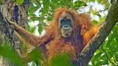 Orangutan