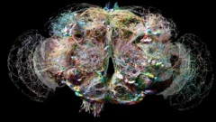 ஈயின் மூளை எந்தளவுக்கு சிக்கலானதாக உள்ளதோ அந்தளவுக்கு அழகாகவும் உள்ளது. அதன் மூளையில் 1,30,000 செல்களும் 5 கோடி இணைப்புகளும் உள்ளன