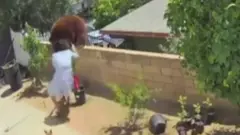فتاة مراهقة من كاليفورنيا تدفع دبا لحماية كلابها