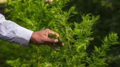 Artemisia plant at Madagascar research facility