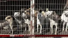 တောင်ကိုရီးယားက ခွေးသားစားသုံးမှုအပေါ်မတူညီတဲ့အမြင်များ