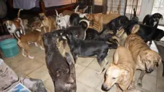 Köpekler
