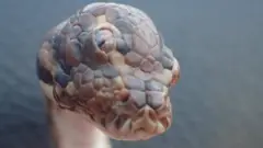 Three-eyed snake