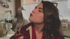 PIGEON