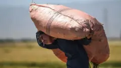 ماشوم