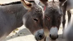 راجھستان، گدھے