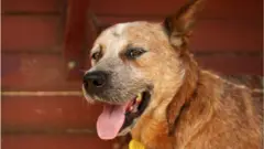 Foto of dog