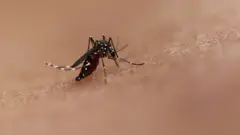mosquito bite